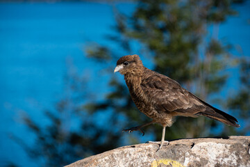 chimango caracara bird standing on a rock. in the background a tree and a lake. Patagonia, Argentina