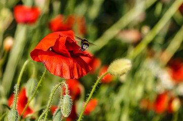 Pollination