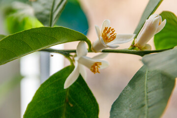 Blooming lemon tree on the windowsill in the apartment