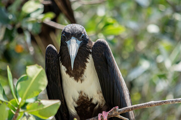 close-up of magnificent frigate bird standing on tree branch. Yucatan, Mexico