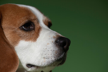 portrait of a beagle dog on a green background