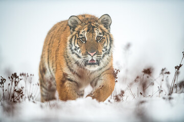 Siberian tiger walking on snow. Panthera tigris altaica. - obrazy, fototapety, plakaty