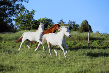 Obraz na płótnie Canvas Young horses enjoying green grass