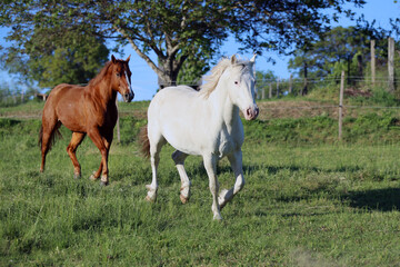 Young horses enjoying green grass