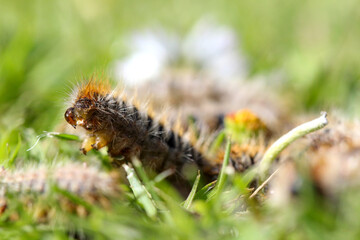 plusieurs chenilles (chenille) processionnaires (processionnaire) du pin dans de l'herbe verte (gazon vert) en troupeau en gros plan (macro) - (thaumetopoea pityocampa)