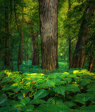 Beautiful Shot Of Huge Tree Trunks On Blossom Wet Canadian Wood Nettle Plants In The Forest