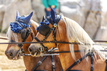 Horse driving competition: Portrait of a team of four haflinger draft horses pulling a horse...