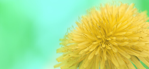 Background of Blossoming meadow, yellow dandelion