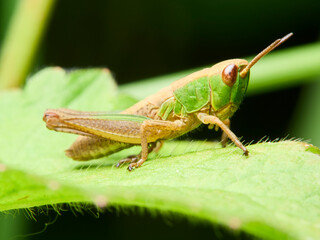 grasshopper on a leaf