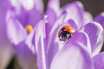 Ladybug sitting on a flower petal. Warm spring day. Red ladybug on a crocus