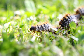 plusieurs chenilles processionnaires du pin en file indienne dans de l'herbe verte (gazon vert) en troupeau en gros plan (macro) - (thaumetopoea pityocampa)