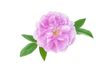 Old fashioned pale pink rose flower isolated on white.
