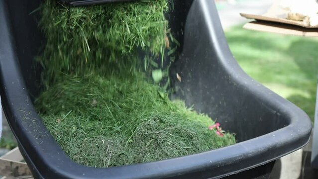 cut grass waste thrown into black cart dray after trimming lawn, compost heap organic waste. freshly cut grass trimmings pouring from bag. 
