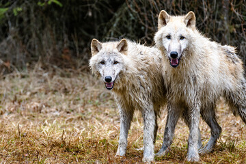 White Arctic wolves looking straight at the camera in their natural habitat