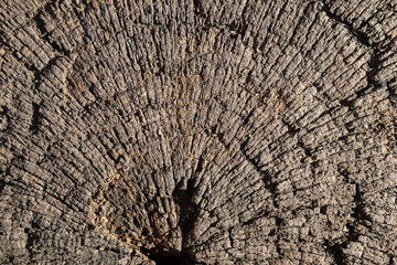 An old and cracked tree stump as an abstract background
