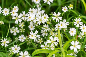 blooming daisies in the middle of spring