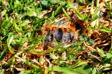 chenille processionnaire du pin qui s''enfonce dans le sol dans de l'herbe verte (gazon vert) en troupeau en gros plan (macro) - (thaumetopoea pityocampa)