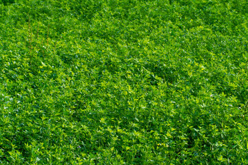 A field with young green clover shoots. Agriculture in the region of Belarus in terms of grain...
