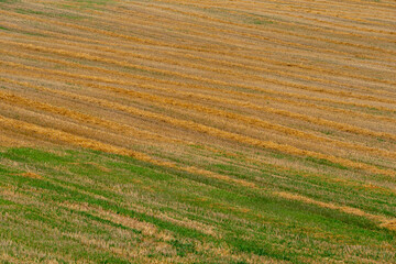 Beautiful even rows on the agricultural field after the wheat harvest. The harvest season of cultivated wheat, rye, and grain crops.
