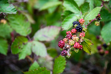 Blackberry - Rubus Ulmifolius Schott - Rosaceae - obrazy, fototapety, plakaty