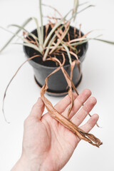 Hand holds a leaf of a dying plant in a flower pot.