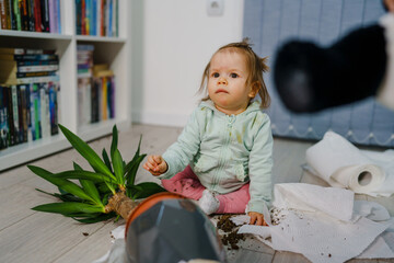 one caucasian baby girl making mess playing and mischief with bad behavior ripping paper towel and flower pot cruched on the floor naughty kid at home childhood and growing up misbehavior concept - obrazy, fototapety, plakaty