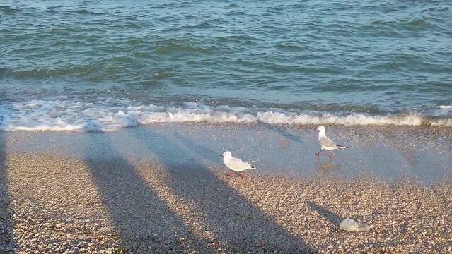 Seagulls on the sea beach. Flight of seagulls in the