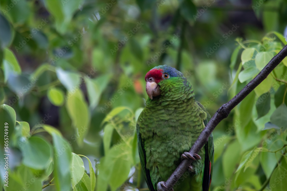 Canvas Prints closeup shot of a rose-ringed parakeet parrot on a tree