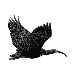 ibis bird illustration isolated on background - obrazy, fototapety, plakaty