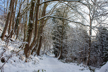 forest in winter