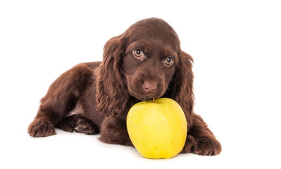 Small cute English cocker spaniel puppy dog playing with yellow apple Isolated on white background