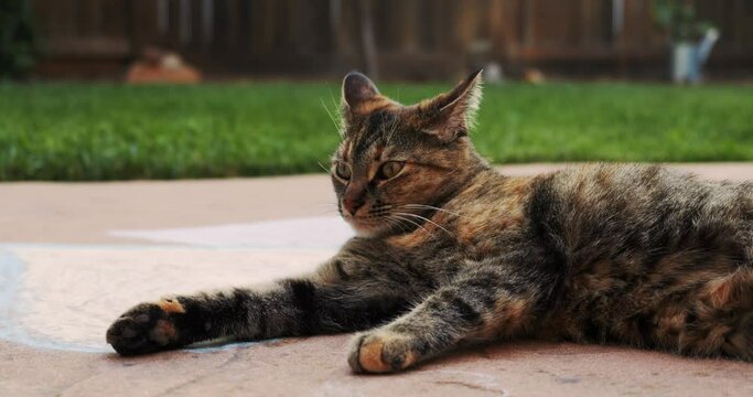 Cat resting on concrete moving hears backwards in slow motion
