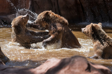 Grizzly bear cubs fighting in the water