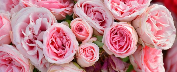 Rosas de color rosa en un rosal en un jardín en primavera