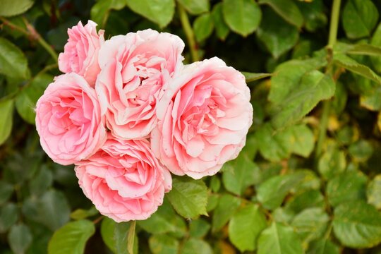 Rosas de color rosa en un rosal en un jard&iacute;n en primavera