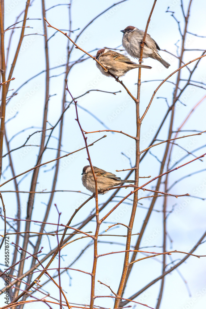 Sticker Low angle of house finch birds on a leafless tree with a blue sky in the morning