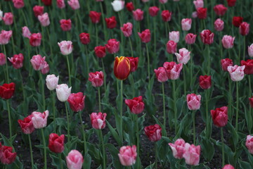 many flowers of multi-colored tulips. one is different from all. background