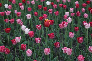 many flowers of multi-colored tulips. one is different from all. background