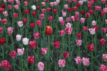 many flowers of multi-colored tulips. one is different from all. background