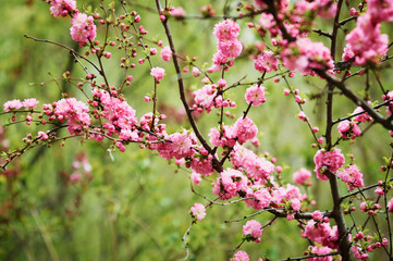 Bright red sakura flowers on a blurred green background. Abstract texture. Spring day.