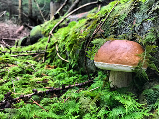 mushrooms in the forest
