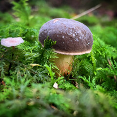 mushroom in the forest