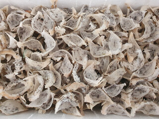 Close up of Fresh Harvested Unprocessed Swallow Bird Nest