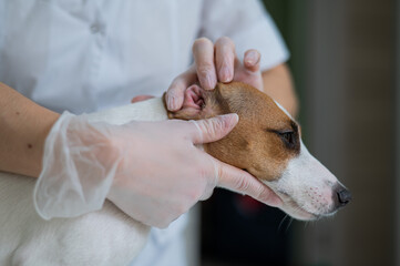 The veterinarian examines the dog's ears. Jack Russell Terrier Ear Allergy.