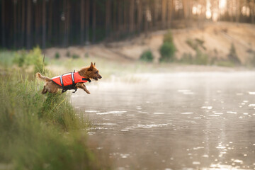 dog jumping into the water in a life jacket. Active wet australian terrier in nature at lake - obrazy, fototapety, plakaty