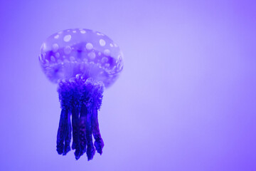 jellyfish in aquarium