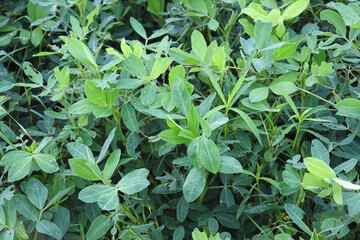 peanut tree closeup on farm