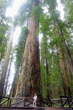 A closeup photo of a young woman standing beside and admiring a massive redwood in Stout Grove in Jedediah Smith Redwoods State Park, outside Crescent City, California, United States