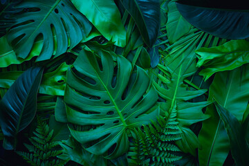 closeup nature view of palms and monstera and fern leaf background. Flat lay, dark nature concept,...