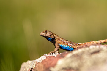 Western fence lizard
